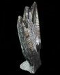 Fossil Goniatite & Orthoceras Sculpture - #70749-1